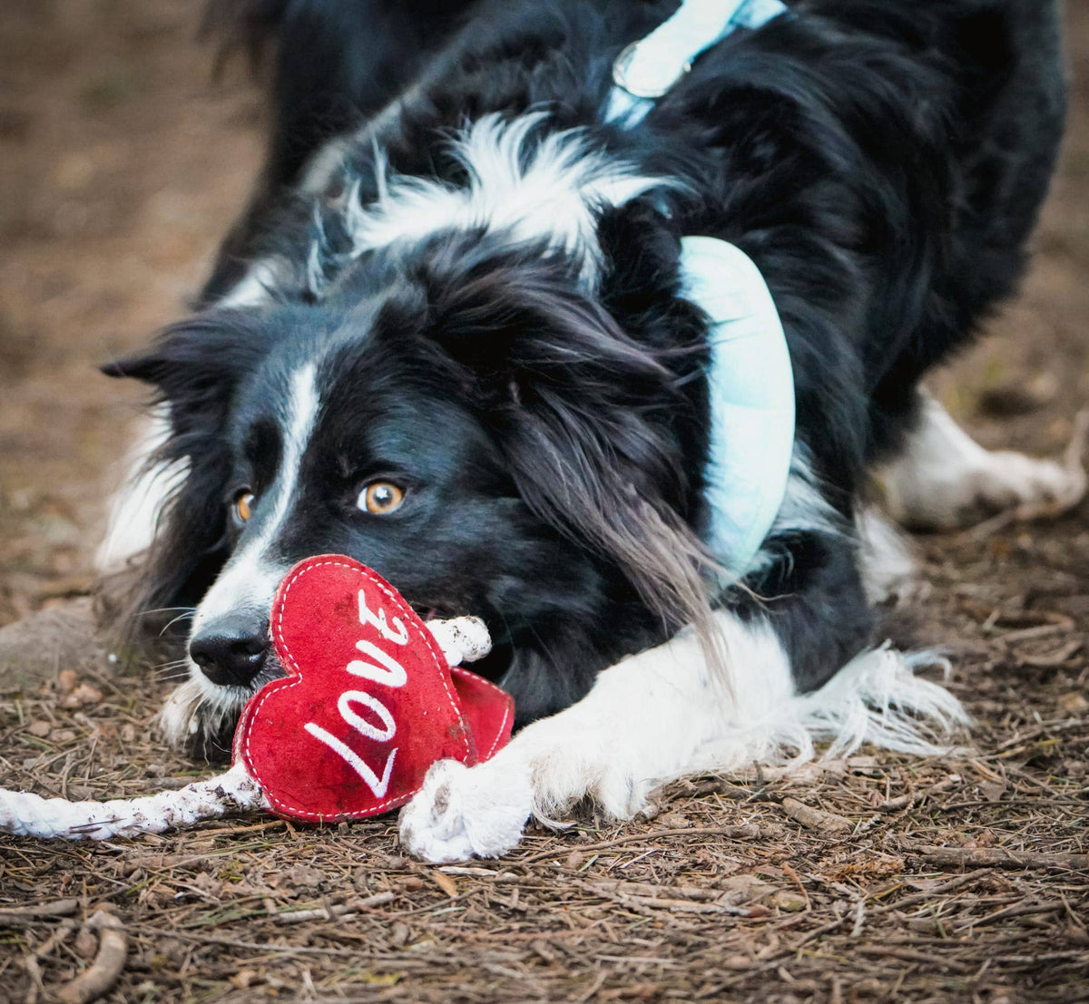 Herzförmiges Öko-Hundespielzeug (Herzstränge)