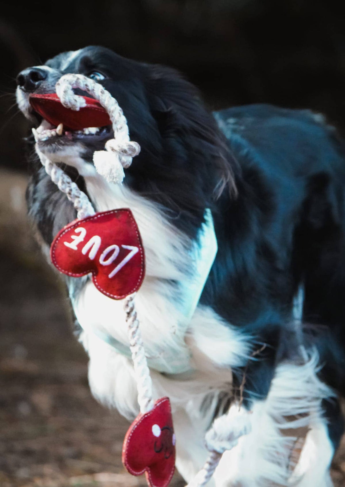 Herzförmiges Öko-Hundespielzeug (Herzstränge)