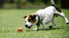 Hunde